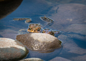 Toads trying not to be seen behind a rock in the river!