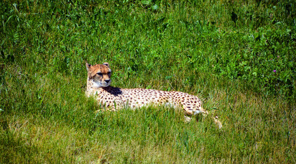 Cheetah is a large-sized feline inhabiting most of Africa and part of the Middle East.The cheetah is the only extant member of the genus Acinonyx,most notable for modifications in the species paws © Daniel Meunier