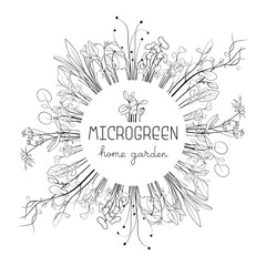 Obraz premium Microgreen sketch vector illustration. Grass circle frame for text. Green for home gardening. Mustard, corn, peas, onion, sunflower sprouts for salad