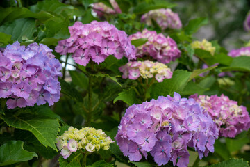 紫系の紫陽花の花々2