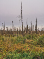 The Peenetalmoor Nature Reserve near Anklam, Mecklenburg-Western Pomerania, Germany