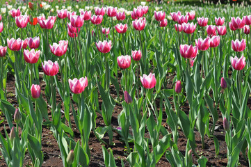 Fototapeta premium city ​​garden with pink tulips side view closeup. Selective focus