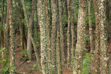 Obraz premium abstract trunks covered in moss in the forest