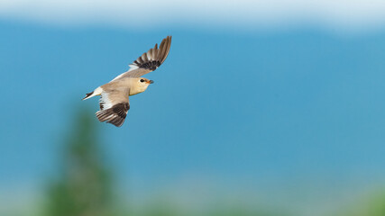 Small Pratincole in flight with wings fully stretch