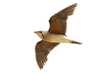 Oriental Pratincole in flight isolated on white background