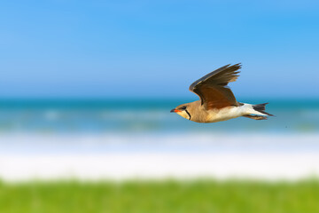 Oriental Pratincole in flight near the beach