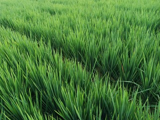 green rice field