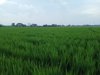 Obraz premium green rice field