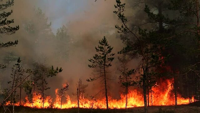 Fire burns trees in a wild forest. Damage to wild nature and animals by burning the woodland.