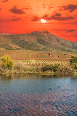 Robertson Breede River and wine farm and flying flamingo in Western Cape South Africa