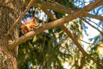 Squirrel with a nut on the tree . Funny squirrel whis a nut . Sciurus. Rodent. A squirrel sits on a tree and eats a nut. Beautiful squirrel in the park