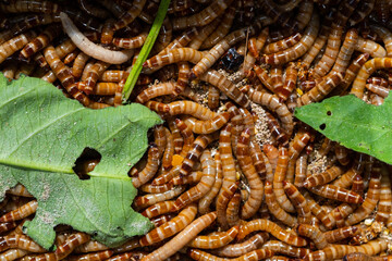 Closeup bird worm, Food for animals, insect