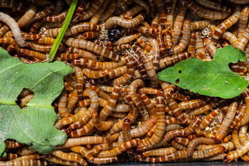 Closeup bird worm, Food for animals, insect