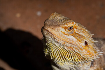 closeup bearded dragon on ground with blur background