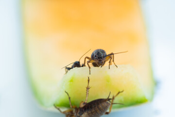 closeup crickets eating food, small bug