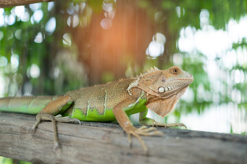 lizard, animal, green lizard with blur background
