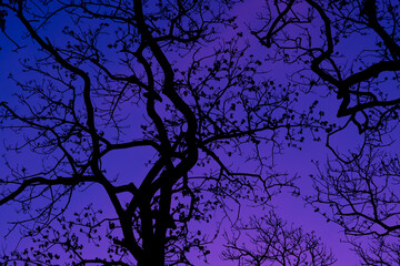 Silhouette trees with beautiful sky background, forest