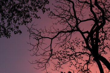 Silhouette trees with beautiful sky background, forest