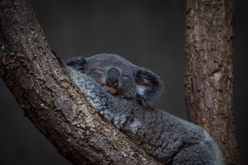 Sleepy Koala