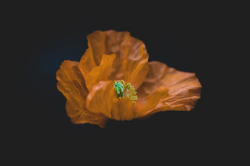 Oranger Mohn