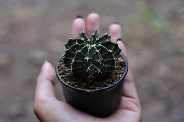 Cactus plants Gymnocalycium variegata succulent cactus on the palm suitable for your product background or product advertising background