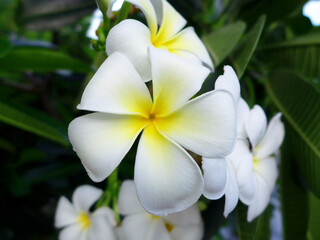 Close up frangipani flowers and green leaf