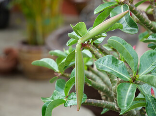 Close-up Seed pod of Adenium tree in garden