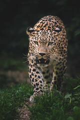 Fototapeta na wymiar Persian leopard detail portrait
