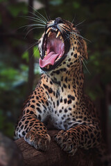 Ceylon leopard detail portrait