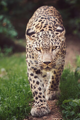 Persian leopard detail portrait