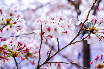 Cherry blossoms in full bloom