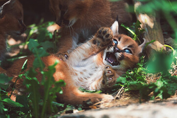 Kitten caracal in portrait