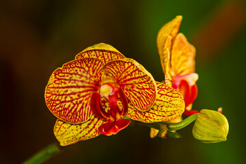 Orquídea IMG_8162