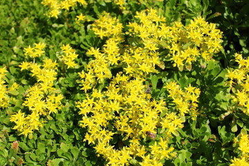 Blühendes Sedum