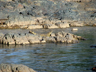 Alligator Serengeti National Park Tanzania