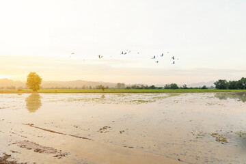 landscape rice field on nature background  mountains, forest with flock of birds beautiful evening warm sunlight. Water in the empty fields of farmers in Thailand