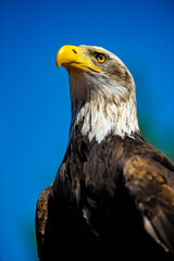 Obraz premium Seeadler