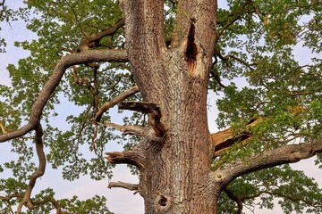Ancient Oak: Nature's Living Monument