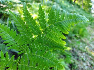 fern leaf in the forest