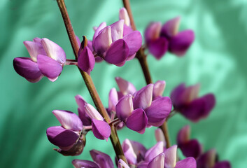 Obraz premium Lilac lupine