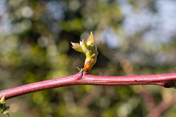 Budding bough