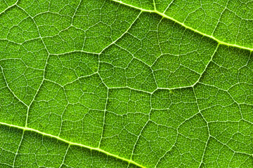 Macro, gros plan de texture des veines d'une feuille verte