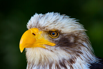Seeadler