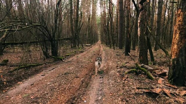 Czechoslovakian wolfdog runs along a forest road, dog Running through forest on dusty pathway dry leaves ground,