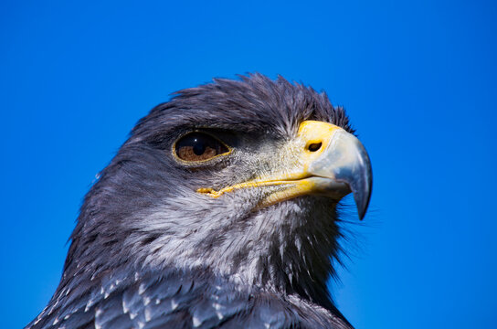 Harris Bilder Durchsuchen 11,344 Archivfotos, und