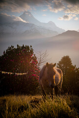 Wild horse and Annapurna south