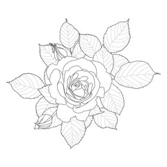 Rose branch with leaves. Hand-drawn illustration. Sketch.