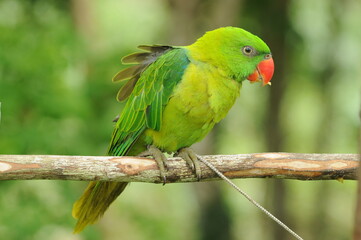 close-up of parrot standing alone in nature on blur background.