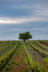 Fototapeta na wymiar lonely tree in vineyards