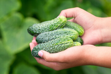 Naklejka na ściany i meble A woman holds freshly picked cucumbers in her hands.